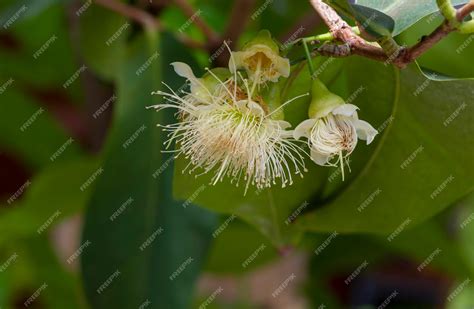Premium Photo A Water Apples Syzygium Aqueum Flower On Its Tree Known