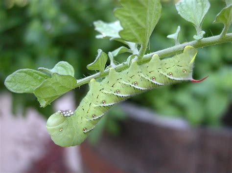 Tobacco Hornworm Caterpillar Manduca Sexta