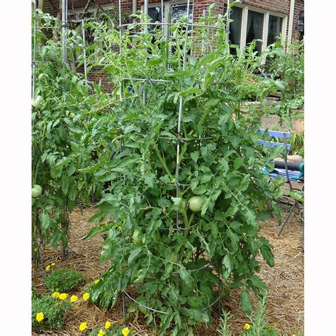 Bonnie Plants Tomatoes Pot Plant At