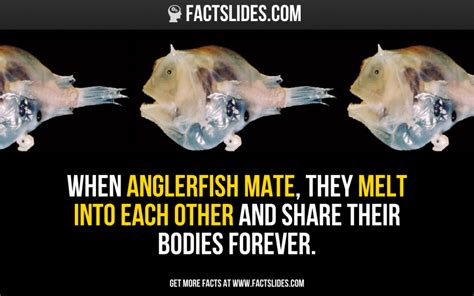 When Anglerfish Mate They Melt Into Each Other And Share Their Bodies