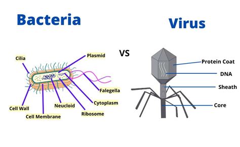 What Are The Differences Between Bacteria And Viruses Vrogue Co