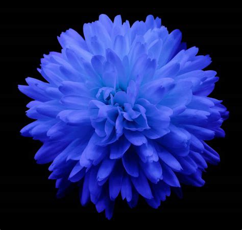 Best Blue Chrysanthemum Stock Photos Pictures And Royalty Free Images