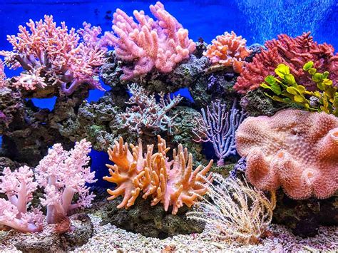 1 De Junio Día Mundial De Los Arrecifes De Coral La Guía De Biología