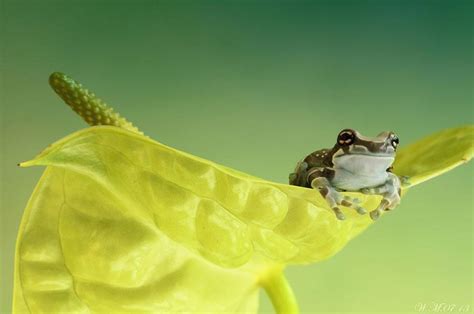 Astounding Macro Photography Of Frogs By Wil Mijer 123