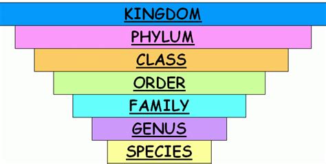 Classification Of Living Organisms Online Science Notes