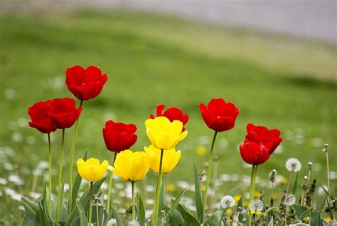 Gambar Bunga Tulip Yang Cantik Terbaru