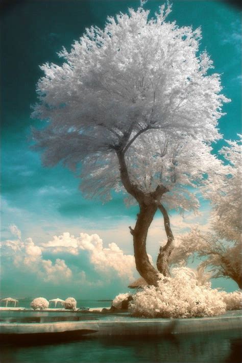 Infrared Photography Tree Hugger Pinterest