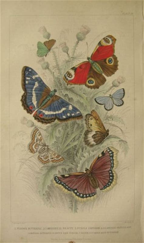 Antique Butterfly Butterflies Print ~ Oliver Goldsmith Oliver