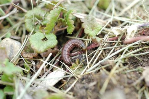 The Truth About Sod Webworms In Home Lawns Aaa Lawn Care
