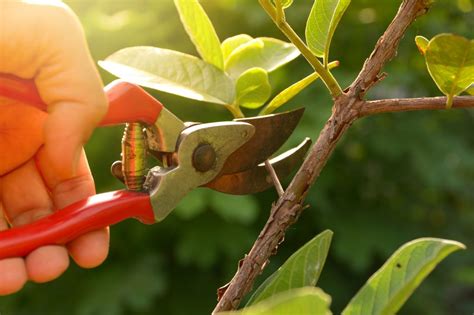 Top Tree Trimming Tips That You Should Know About Arbortech Tree Service