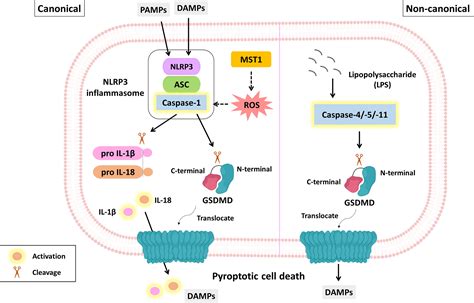Frontiers The Role Of Nonapoptotic Programmed Cell Death