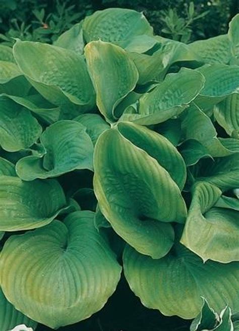Hosta Sum And Substance Perennial Plant Sale Bloomin Designs Nursery