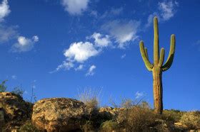 It has been the subject of many photographs, and commonly conjures up thoughts of the old west and the a saguaro can hold about a ton of water. How Does a Cactus Live Without Water? | Wonderopolis