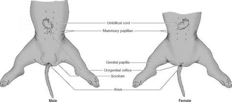 Pelvic girdle and floor female pelvis and reproductive organs male pelvis and reproductive organs male reproductive organs: Procedure A External Features - Human Anatomy - GUWS Medical
