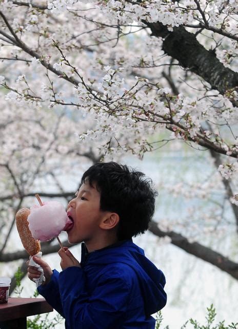 벚꽃나무 아래서 먹는 달콤한 솜사탕 대구일보