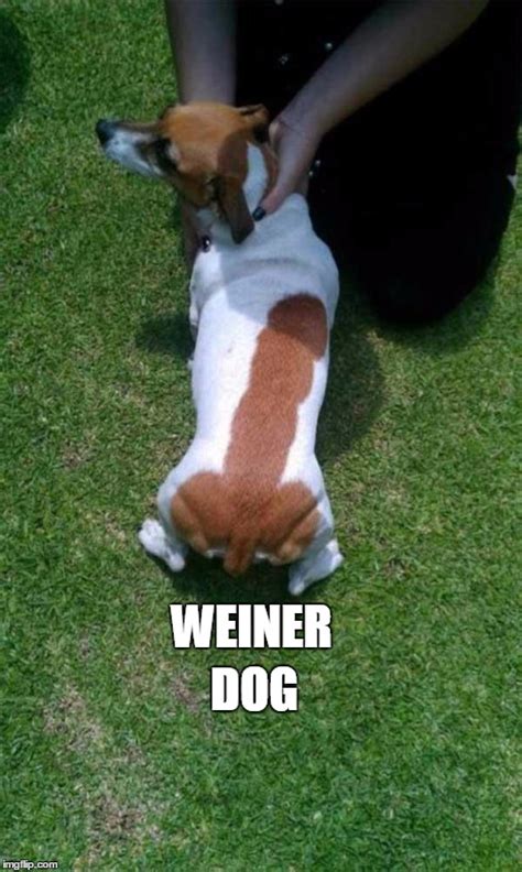 Image Tagged In Weiner Dog Imgflip
