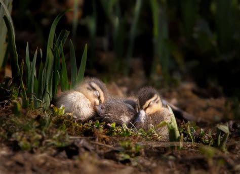 How Long Do Ducks Sleep Sleepy Kingdom