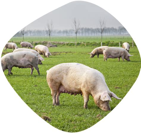 To summarize the main biosafety recommendations and the. Diatranz Otsuka Ltd (DOL) | Veterinary (Donor)