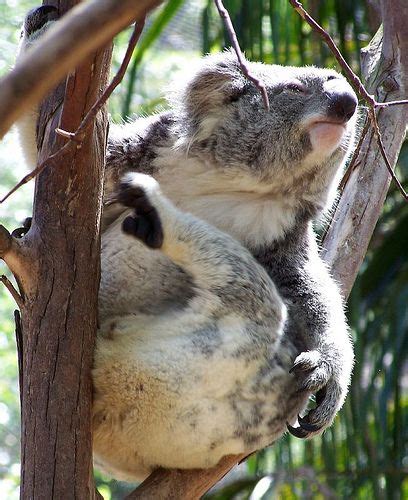 Koala Moving Koala Koala Bear Paws And Claws