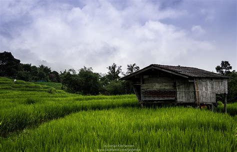 Rice Terrace Ban Pabongpiang Chiangmai Thailand Flickr
