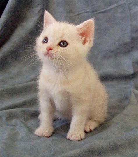 american shorthair cat cat breed