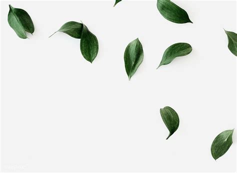 Green Leaves On White Background Free Image By Ake