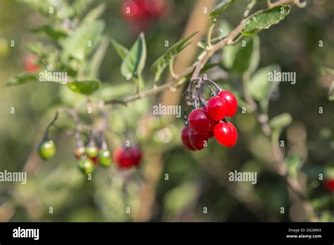 Attractive Bright Red Waxy Berries Of The Poisonous Deadly Nightshade