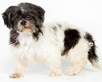 I am sad to announce that colorado shih tzu will be closing its doors. Petango.com - Meet Bishop, a 8 years 3 months Shih Tzu ...