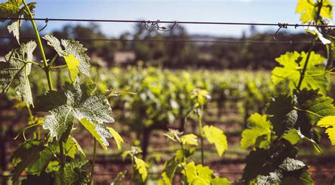 Vineyards Napa Valley Freemark Abbey Winery