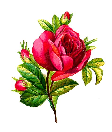 Antique Images Digital Red Rose Clip Art Flower Download