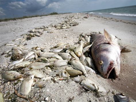 Pollution From Arab States Harming Persian Gulf Financial Tribune