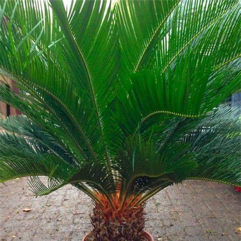 Giant Cycad Cycas Revoluta King Sago Palm Tree Exotic Plants Online