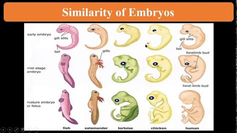 Evidences Of Organic Evolution From Comparative Embryology Youtube
