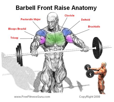 Freefitnessguru Barbell Front Raise Shoulder Workout Bodybuilding