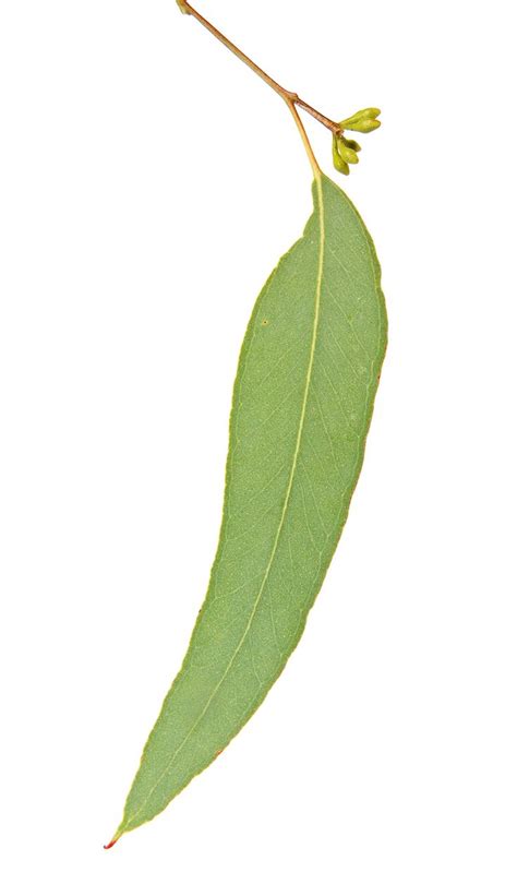 Australian Eucalyptus Angophoroides Eucalyptus Leaf Outline Plant Art