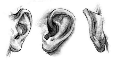 How To Draw Ears Anatomy And Structure Ear Drawing How To Draw