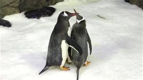 Una Pareja De Pingüinos Machos Se Comportan Como Padres Tras Incubar Un