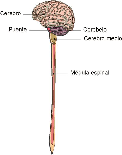 Médula Espinal Y Nervios Espinales