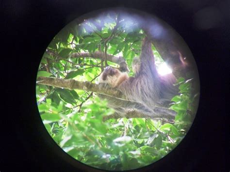 Sloth Up High Belizedragonfly