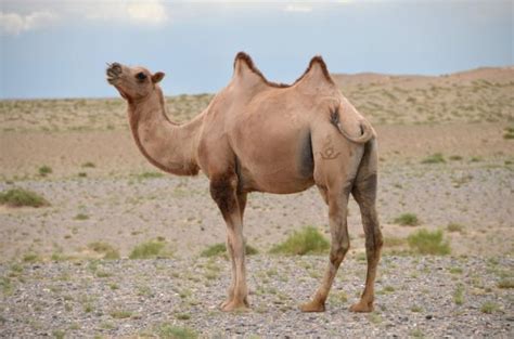 ¿quÉ Comen Los Camellos ¡todo Sobre Su Alimentación