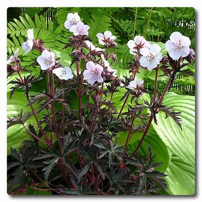 Geranium Purple Ghost Pratense Worldplants Plants