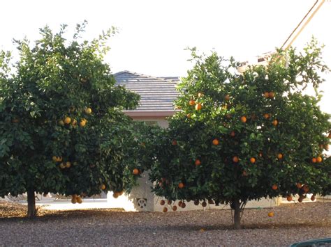 A Lemon Tree And An Orange Tree Side By Side In Someones Front Yard In