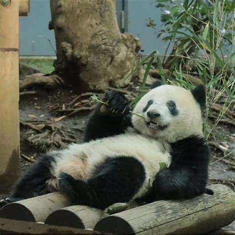 3821 次赞、 15 条评论 Panda World™ Pandaworldofficial 在 Instagram 发布