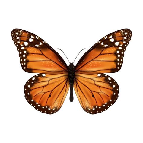 ᐈ Mariposa monarca imágenes de stock, dibujos mariposa monarca dibujo ...
