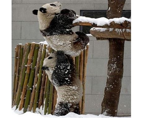 A Friend In Need Is A Friend Indeed In The Panda World Too