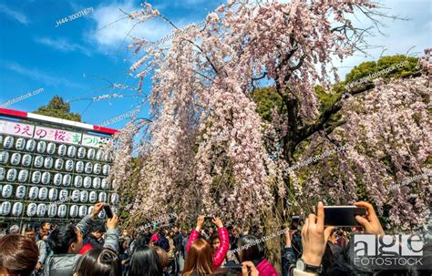 Japan Tokyo City Ueno District Ueno Park Cherry Blossoms Stock