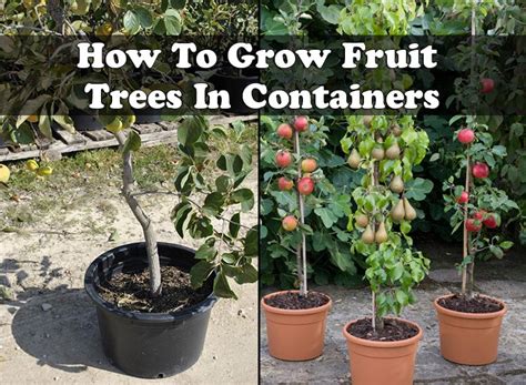 How To Grow Fruit Trees In Containers