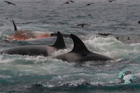 Australiens Orcas Greifen Blauwale An Und Es Könnte Häufiger Vorkommen