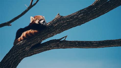 Tree Sleeping Firefox Red Panda Hd Wallpaper Wallpaperbetter