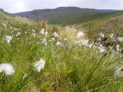 Running Delights Flora Focus Cotton Grass